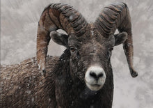Load image into Gallery viewer, Bighorn Sheep Decoupage Paper ~ 27x19 Rice Paper