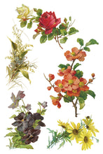 Load image into Gallery viewer, Catharina Decor Transfers 8 x 12 by IOD