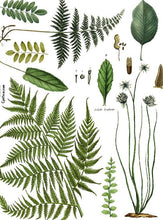 Load image into Gallery viewer, Fronds Botanical Decor Transfer Set
