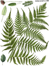 Load image into Gallery viewer, Fronds Botanical Decor Transfer Set