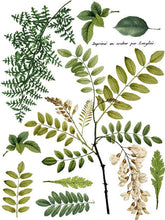 Load image into Gallery viewer, Fronds Botanical Decor Transfer Set