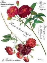 Load image into Gallery viewer, Redoute II Decor Transfers