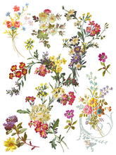 Load image into Gallery viewer, Saint Germain Transfer Set by IOD