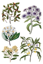 Load image into Gallery viewer, Sarah Featon'S Botanicals Decor Transfers 8x12 by IOD