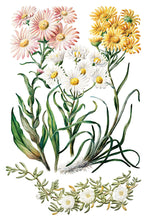 Load image into Gallery viewer, Sarah Featon'S Botanicals Decor Transfers 8x12 by IOD