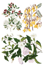 Load image into Gallery viewer, Sarah Featon'S Botanicals Decor Transfers 8x12 by IOD