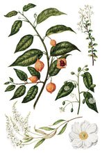 Load image into Gallery viewer, Sarah Featon'S Botanicals Decor Transfers 8x12 by IOD