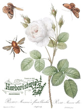 Load image into Gallery viewer, Brocante Decor Transfers