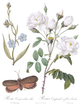 Load image into Gallery viewer, Brocante Decor Transfers