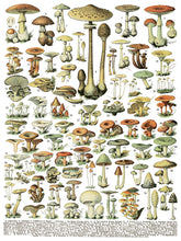 Load image into Gallery viewer, Millot's Pages Decor Transfers Set