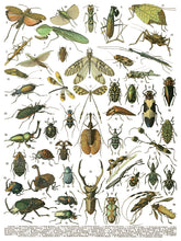 Load image into Gallery viewer, Millot's Pages Decor Transfers Set