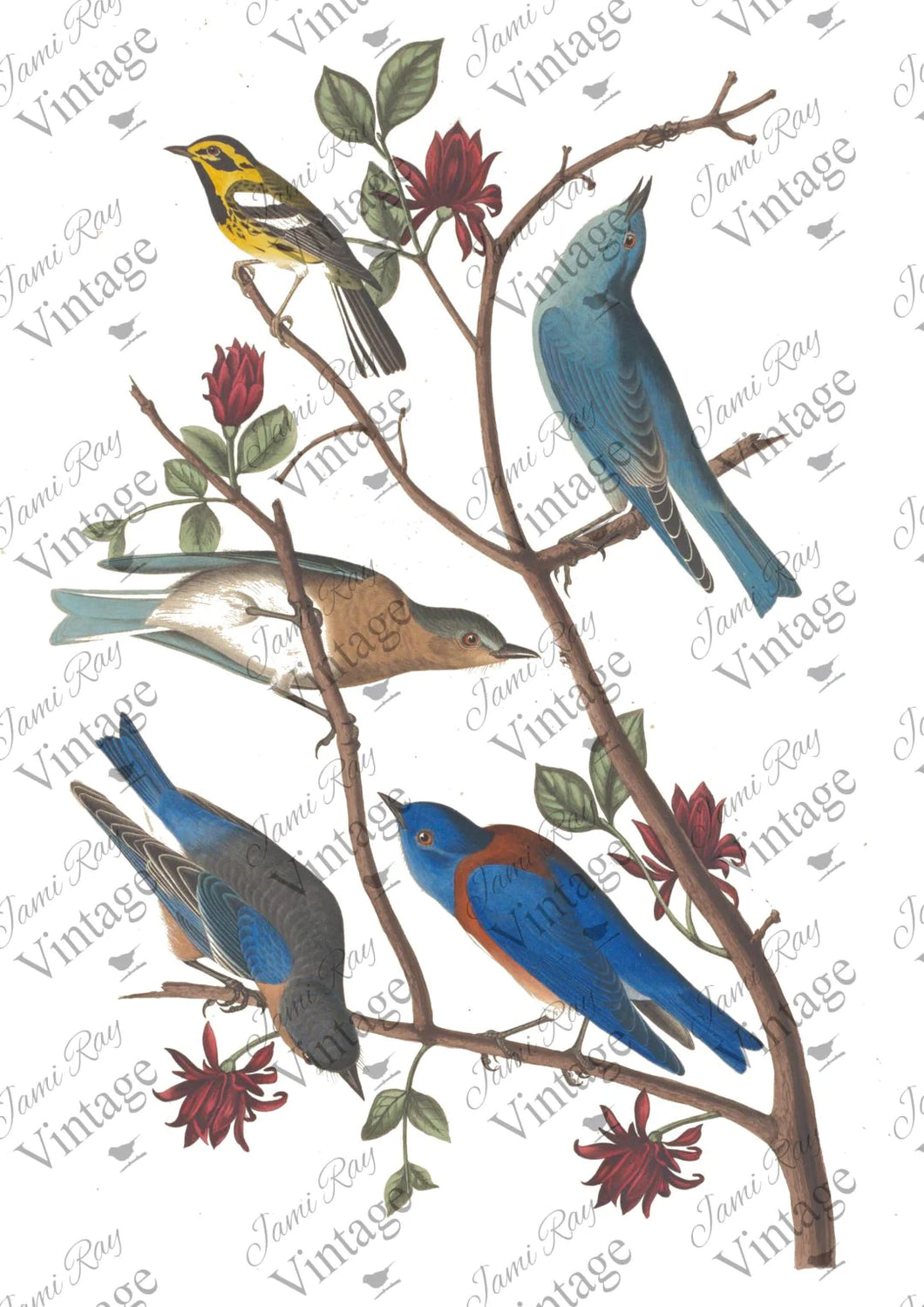 Bluebird Decoupage Paper by JRV