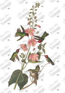 Hummingbird 8x11 Decoupage Paper by JRV