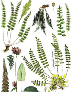 Fronds Botanical Decor Transfer Set