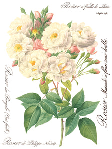 Rose Botanical Transfer Set