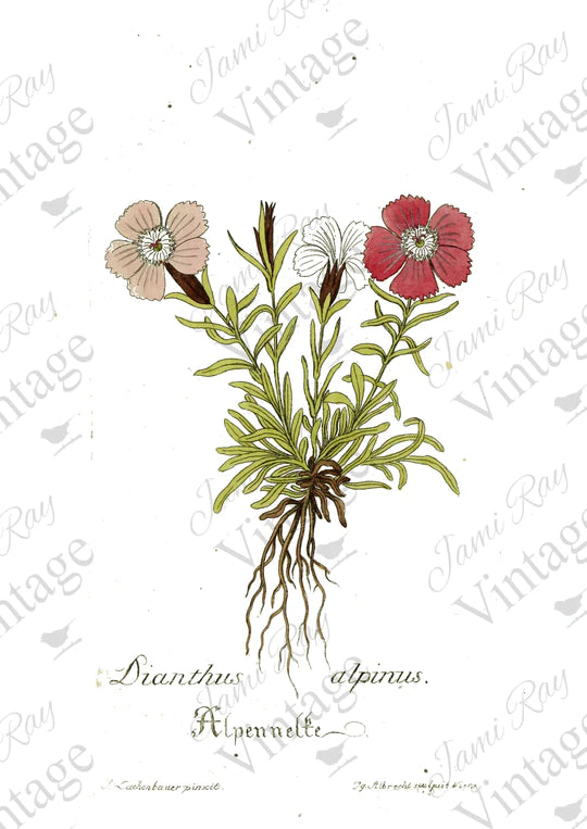 Dianthus Flower 8x11 Decoupage Paper by JRV