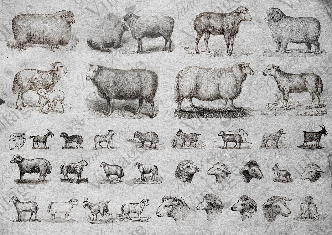 Sheep 8x11 Decoupage Paper by JRV